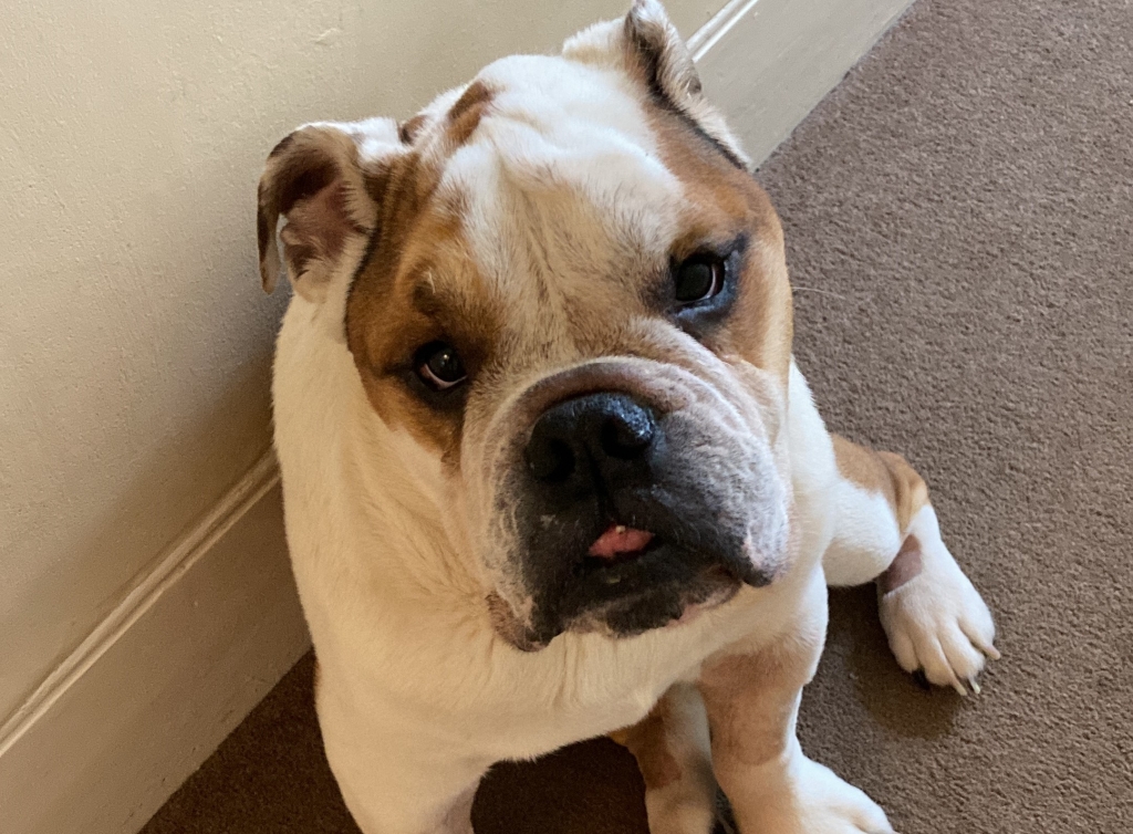 Malcolm’s rare tummy trouble needed life-saving surgery at LVS.