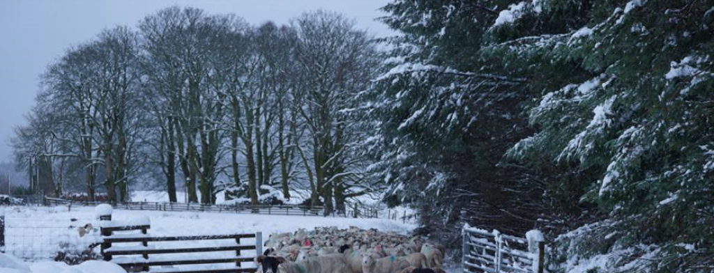 Photo of cold, snow rural scene