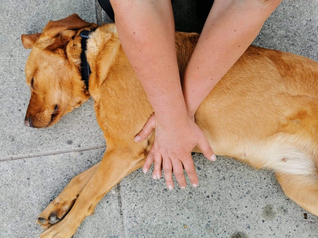 Collapsed dog being resuscitated