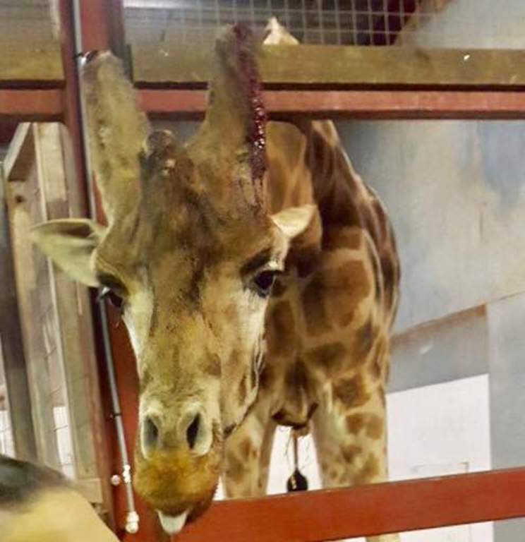 Giraffe at South Lakes 2017 (c) Born Free