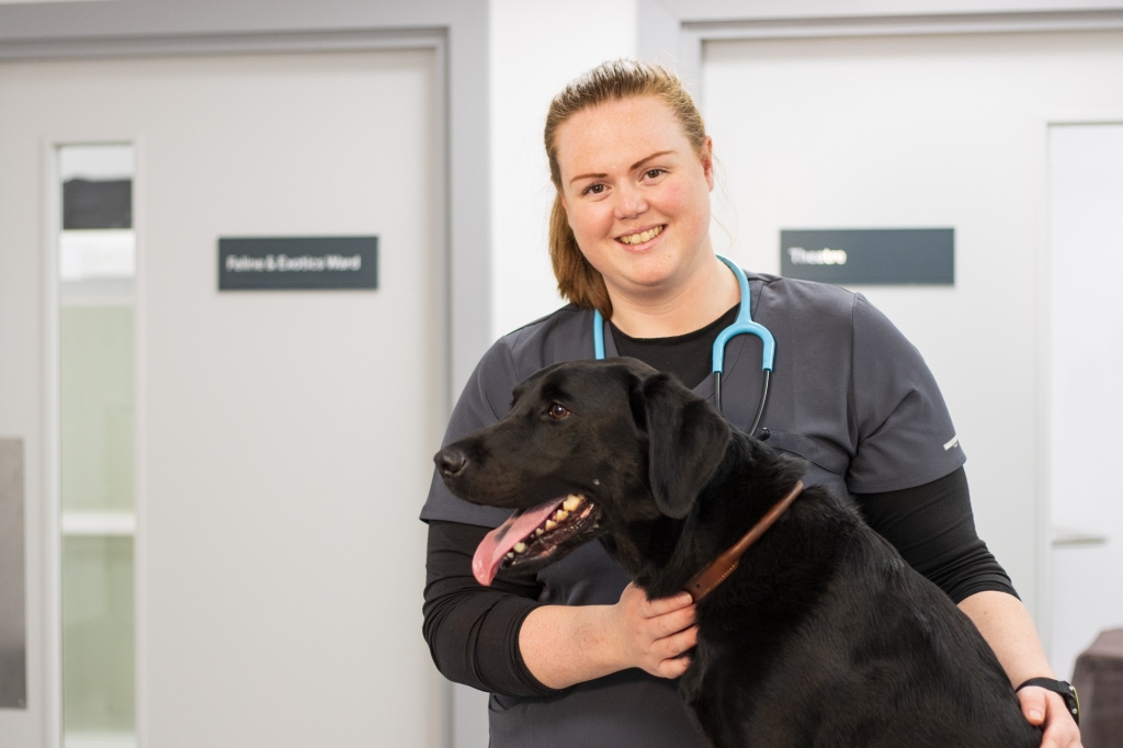 Vet holding a black labrador in a consulting room
