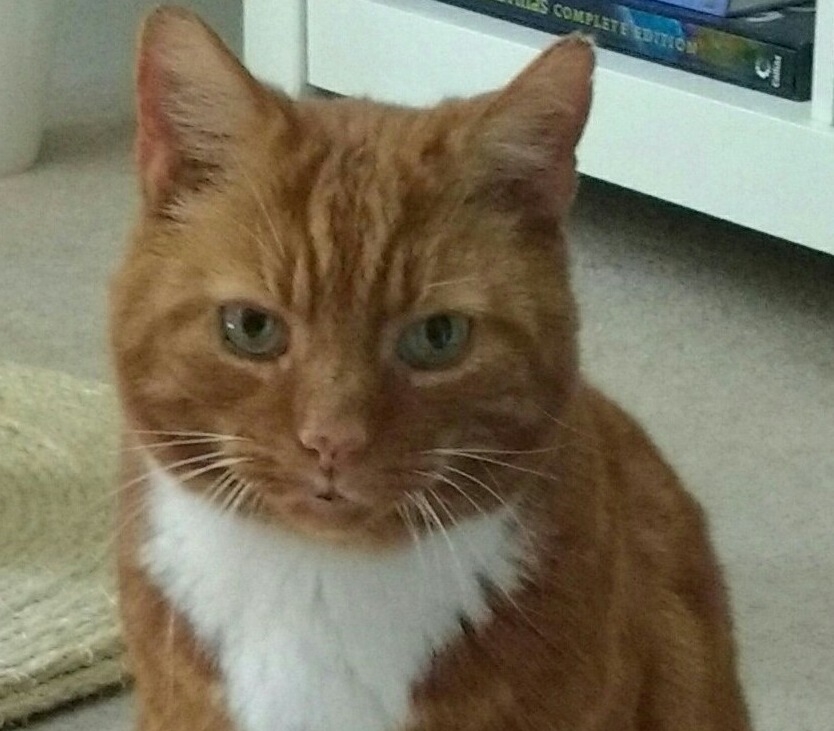 Tommie the cat is recovering well after a complex operation to save his life at Paragon Veterinary Referrals