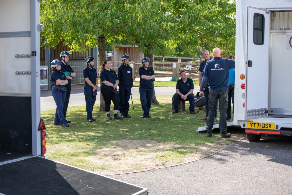 Learning about loading horses