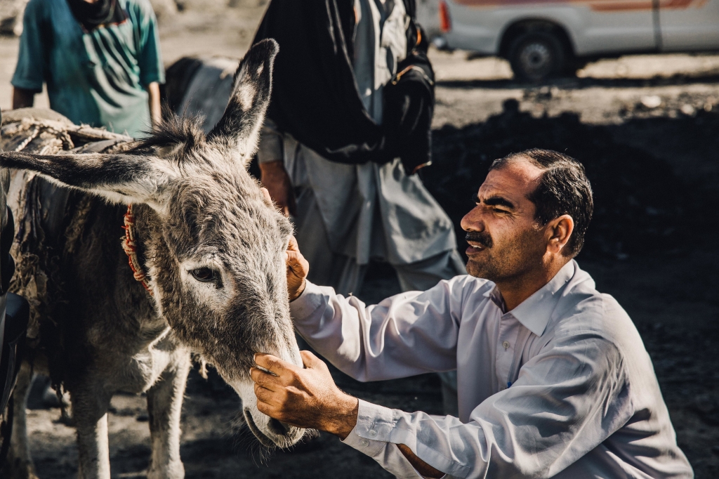Dr Rab Navaz examines coal mine donkey