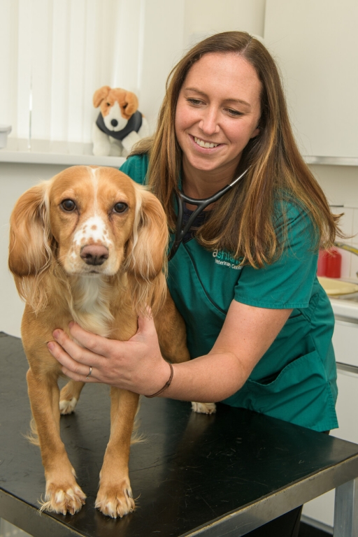 Vet Nikki Holt with a patient at Ashlands Vets in Glusburn