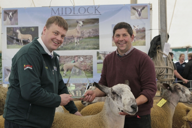 Top price of the day was a Bluefaced Leicester shearling, which sold for 12,000.