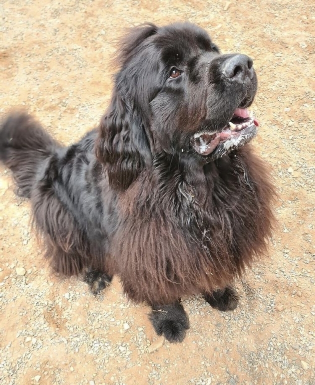 Two-year-old Newfoundland Titch was suffering from severe hip dysplasia with secondary osteoarthritis and referred to Linnaeus-owned Kentdale Referrals in Cumbria for expert care