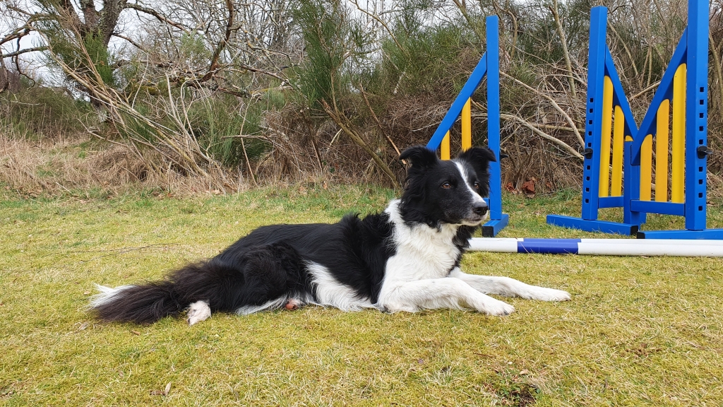 Seven-year-old border collie Ace underwent specialist-led lifesaving open chest surgery at Veterinary Specialists Scotland, in Livingston. 
