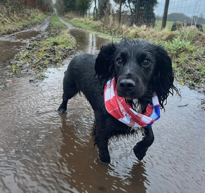 A dog called Indy taking part in a walk for Doddie Aid 2024.