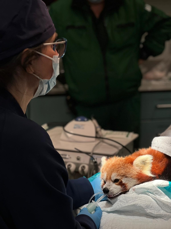 Nora Schwitzer who leads the dentistry referral service at MyVet in Dublin performs tooth extraction surgery on Dublin Zoo’s most adored animal, the red panda