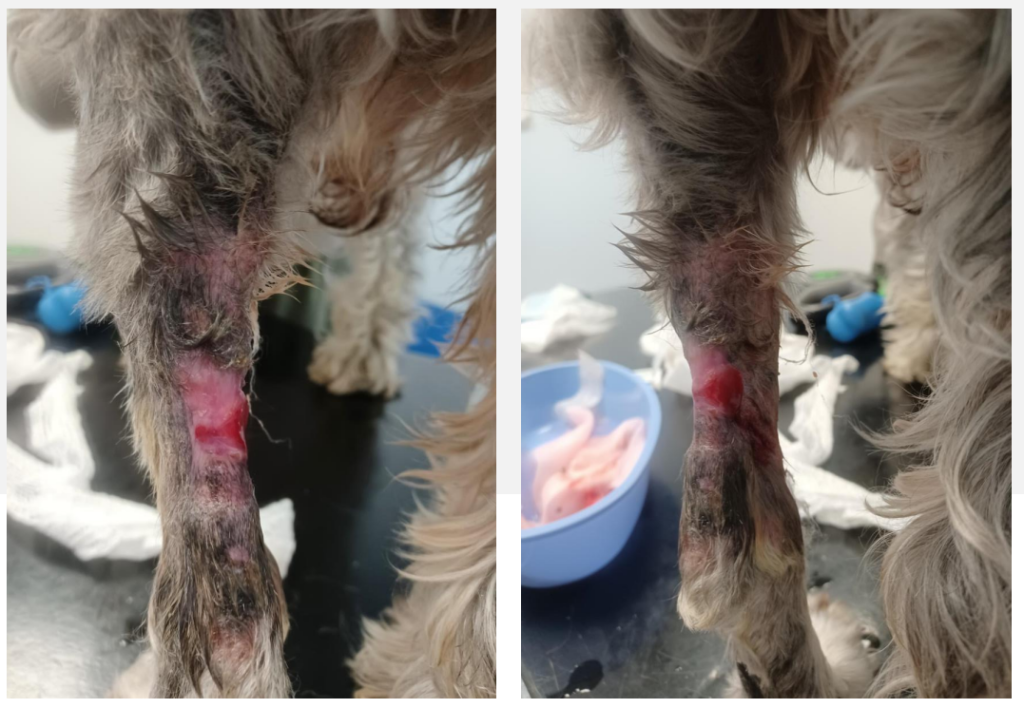Miniature schnauzer Ted was left with a 6x5cm open wound to his leg after surgery to remove a rapidly growing soft tissue sarcoma on his achilles tendon. 