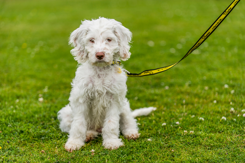 Sad looking puppy on a lead