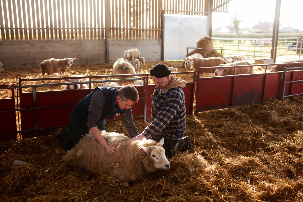 IVC Evidensia farm vets 