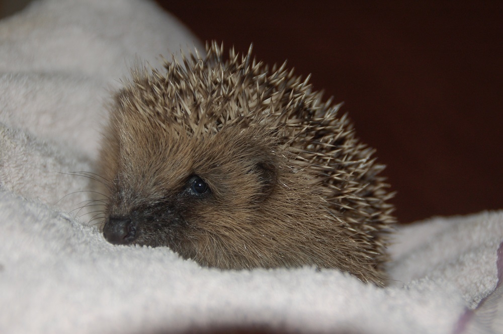 Howard will now be cared for over the winter (c) Tarnya Knight