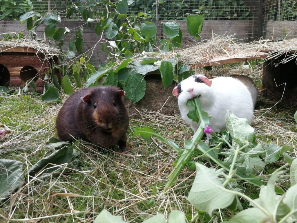 2 Guinea pigs in their hutch eating lovely greens
