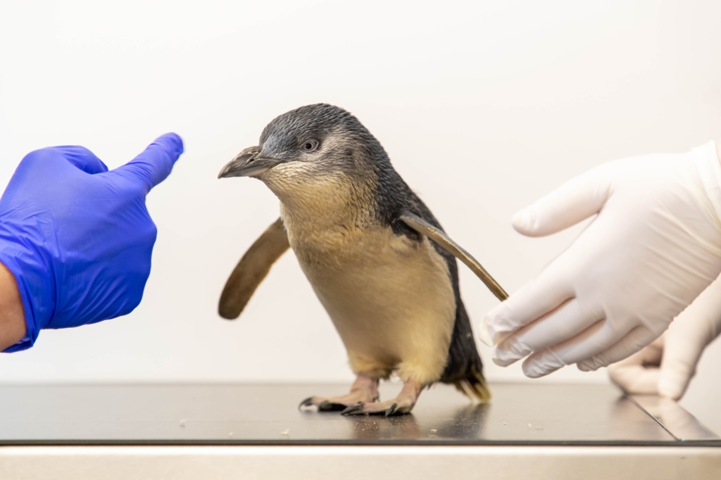 Chaka, a Fairy Penguin who lives at Sea Life Weymouth, became the first of his species to undergo the procedure at Linnaeus-owned Cave Veterinary Specialists near Wellington. 