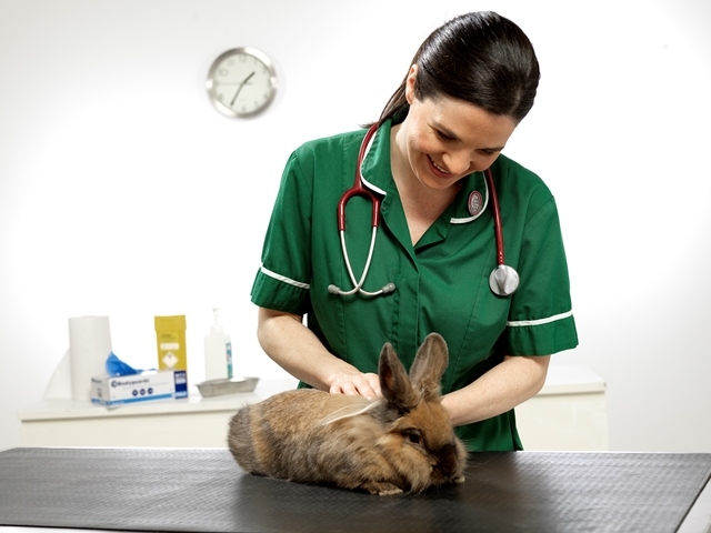 Photo courtesy of Simplyhealth Professionals: The UKs leading provider of preventive healthcare packages for cats, dogs, horses and rabbits