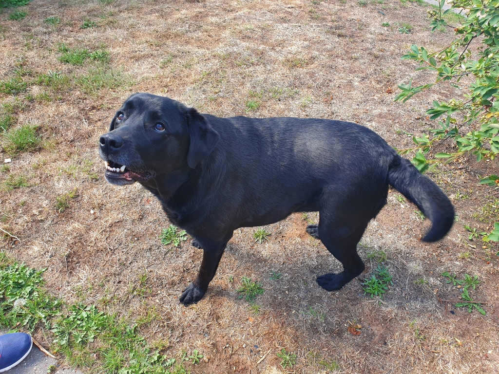  Three-year-old labrador, Ebony, was successfully treated at Linnaeus-owned West Midlands Referrals. 