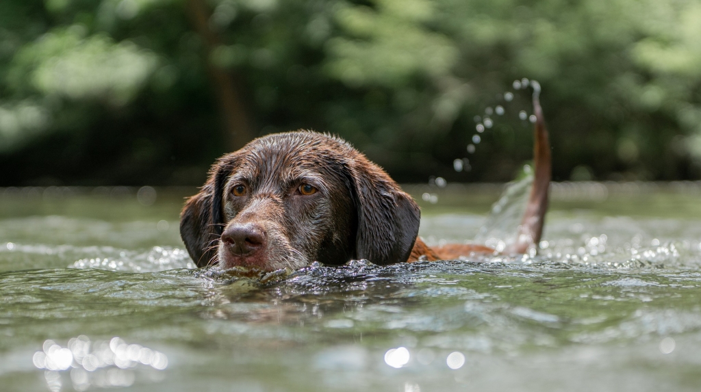 Close up of dog swimming in a river