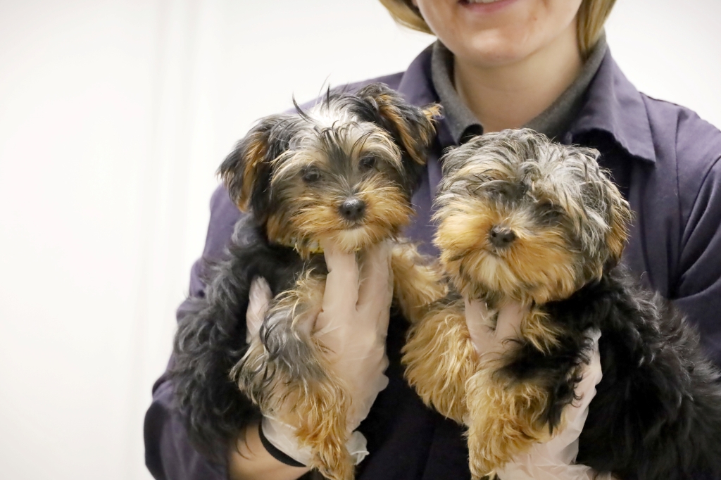 Pip and Squeak at Dogs Trust