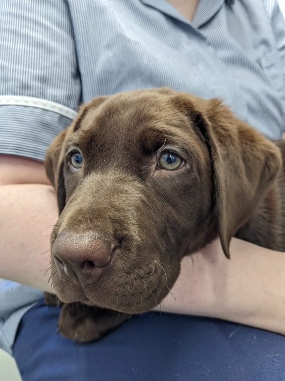 Stanley the Labrador, who was treated at Village Vet in Berkhamsted after swallowing a jagged piece of flint stone