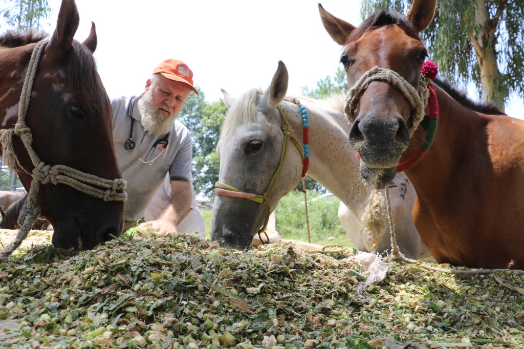 Brooke staff provide emergency feed to equine in Pakistan. Credit: Ahmad Umer Chaudhry. 