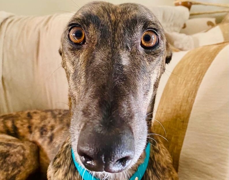 Winchester vets AMVS treat greyhound Tairrie who faced a serious and life-threatening breathing disorder.