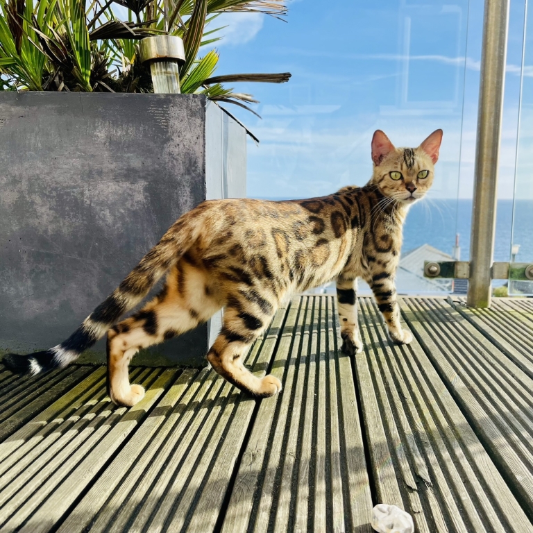 Two-year-old Indya needed major surgery at Linnaeus-owned Kentdale Referrals in Milnthorpe to repair a shattered pelvis.  