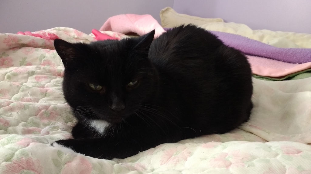 Twilight has had a should tumour removed at DWR Veterinary Specialists and has his sparkle back.