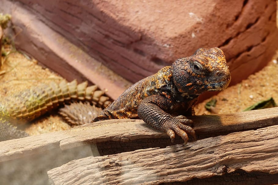 Lizard in terrarium under lamp