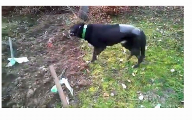 Athos now walking following post surgical care including DEEP OSCILLATION massage