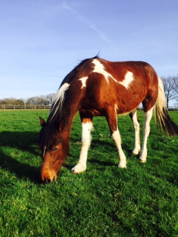 Chief after rehabilitation at Blue Cross