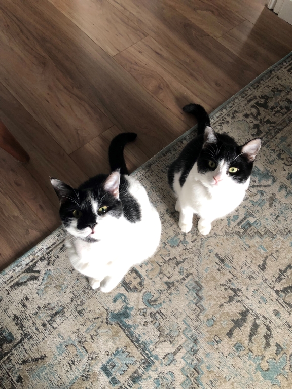 Mabel has been saved after a blood transfusion from her brother Jefferson. 