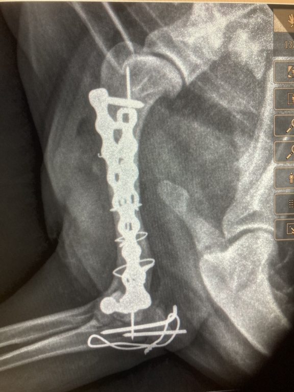 WMR clinician details crocked cocker spaniel's 'memorably horrible' leg ...