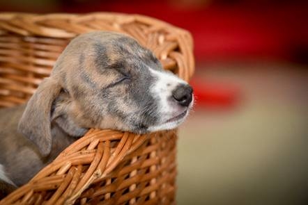 Photo of puppy sleeping in basket