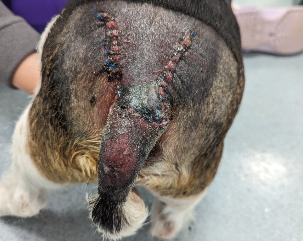New wound healing techniques at Woodward Veterinary Practice have been used to successfully help treat a Jack Russell.