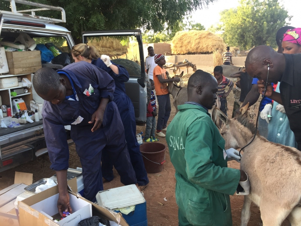 SPANA team in Segou treating affected donkeys