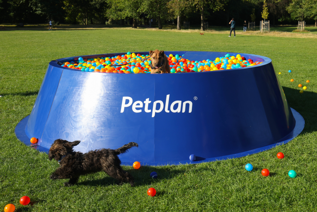 Giant blue dog bowl in a park filled with balls with a dog inside