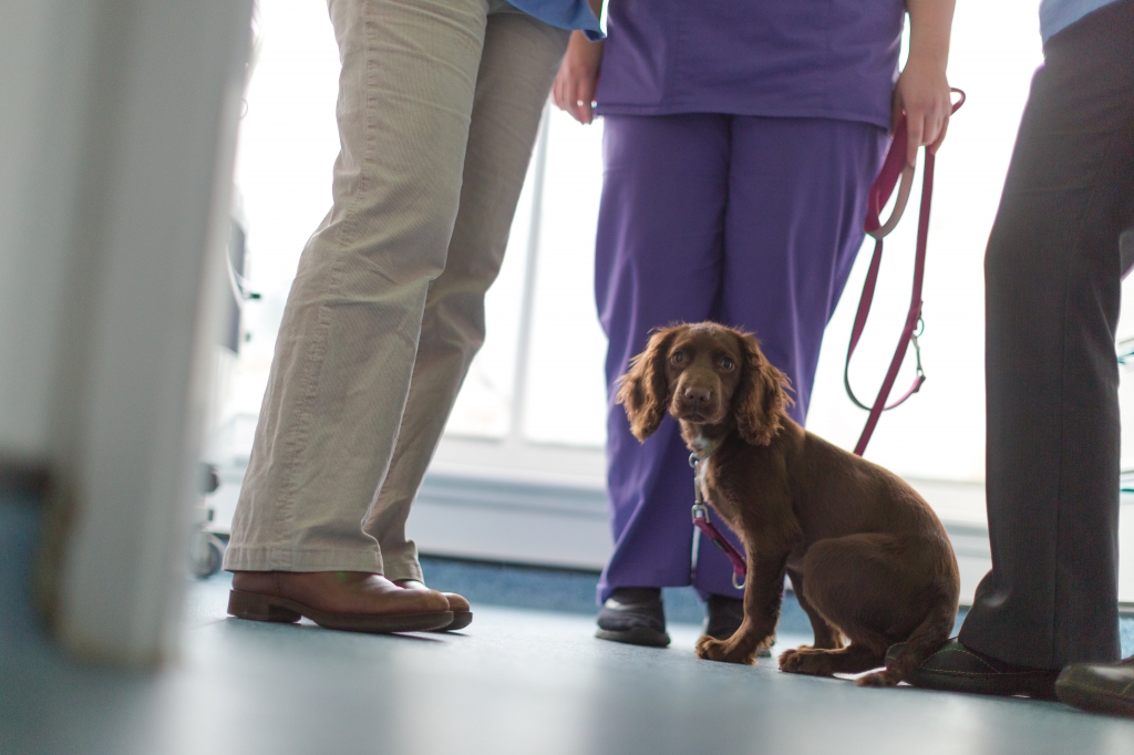 Independent Vetcare (IVC) launches illegal Puppy Trade Guidelines 