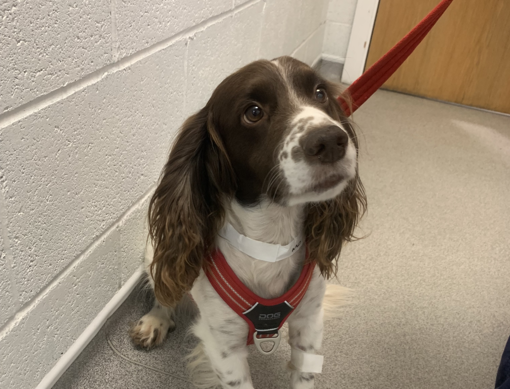 Mo fractured his spine but is back on all paws thanks to Kentdale Referrals.