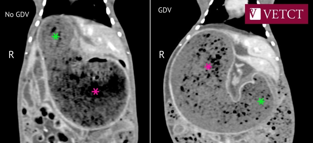VetCT report of a CT scan showing GDV in a rabbit - The pylorus (lime green stars) denoted by the thick pyloric wall is located on the left side of the abdomen and the fundus (dark pink stars) is right laterally located.