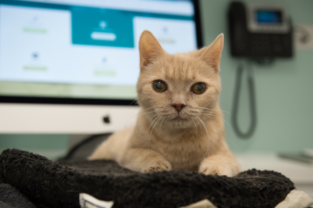 A feline patient at The London Cat Clinic