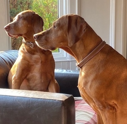 Lola, a 12-year-old Hungarian Vizsla, was treated at Linnaeus-owned Kentdale Referrals in Milnthorpe, Cumbria, following the discovery of a rapidly-growing tumour. 