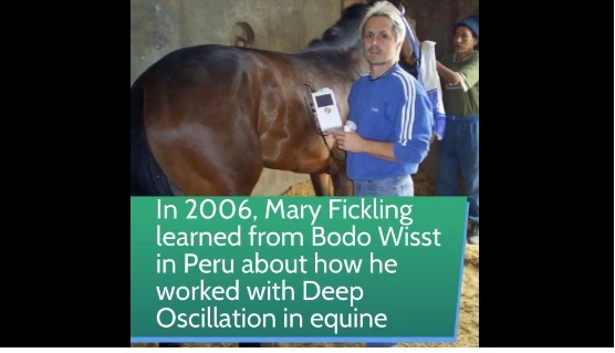 PhysioPod Revisit Their Journey From Human Into Equine  Canine Therapy