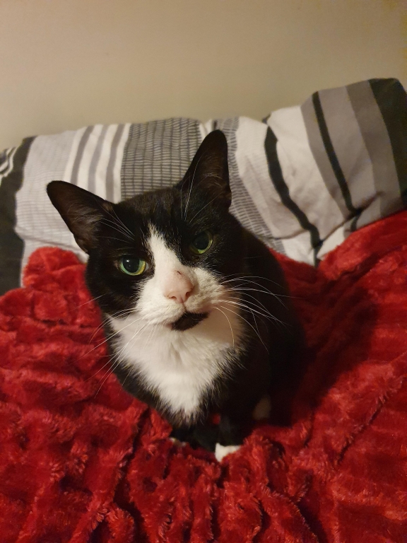 Eight-year-old Hobbs was treated at the renowned Anderson Moores Veterinary Specialists in Hampshire, which is part of Linnaeus