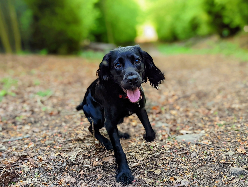 A CT scan performed at Willows Veterinary Centre and Referral Service revealed a six-inch stick had speared through Susan the cocker spaniel&#39;s stomach
