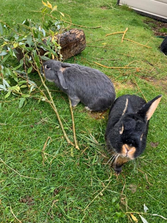 Two rabbits on green grass