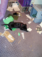 Dog in messy room