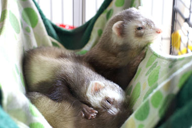 Ferret