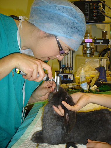 Wendy Bament R(D)SVS intubating a rabbit
